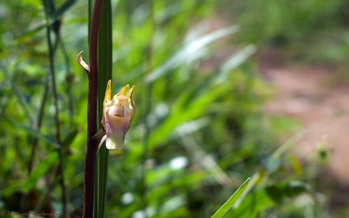 Eulophia nuda Lindl.